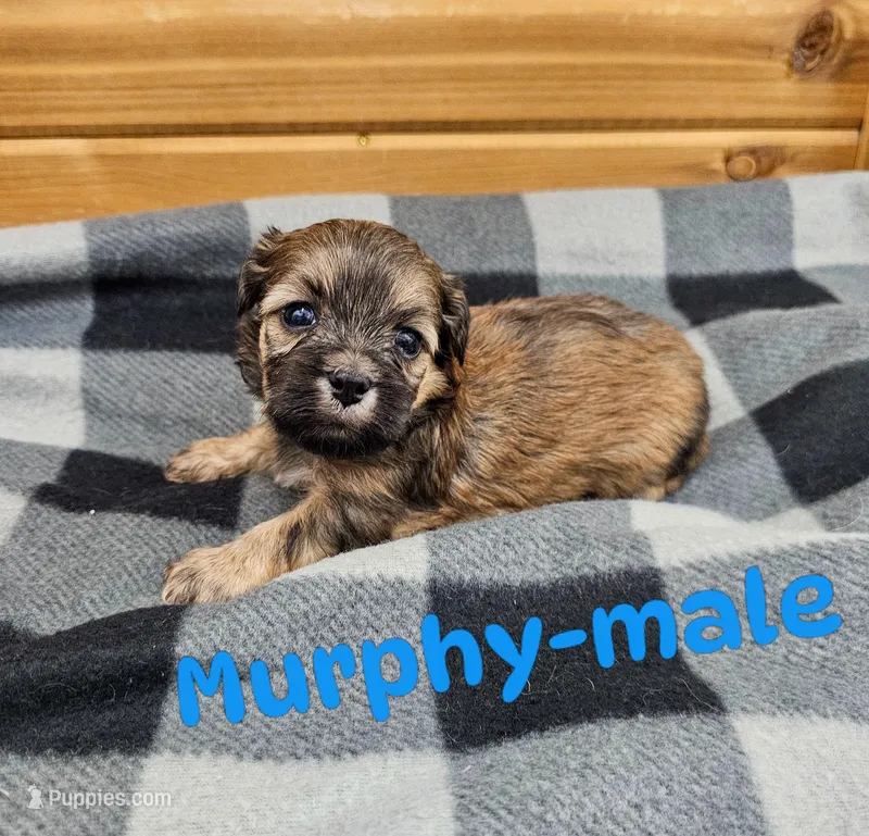 Murphy – Shichon puppy for sale in Rock Valley, IA
