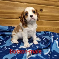 Boston, a male Cavalier King Charles Spaniel for sale in Rock Valley, IA – Photo 4 of 5