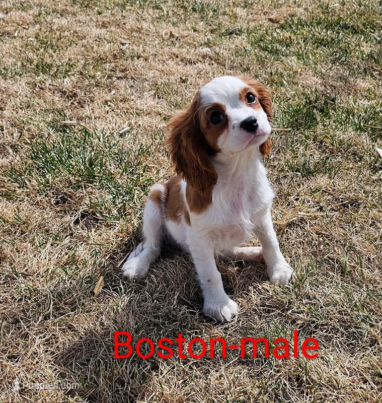 Boston – Cavalier King Charles Spaniel puppy for sale in Rock Valley, IA