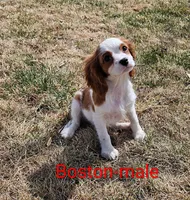 Boston, a male Cavalier King Charles Spaniel for sale in Rock Valley, IA – Photo 1 of 5