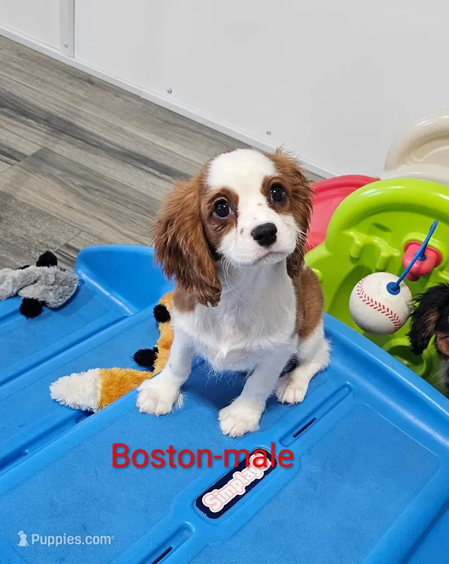 Boston – Cavalier King Charles Spaniel puppy for sale in Rock Valley, IA
