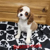Boston, a male Cavalier King Charles Spaniel for sale in Rock Valley, IA – Photo 3 of 5