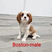 Boston, a male Cavalier King Charles Spaniel for sale in Rock Valley, IA – Photo 2 of 5