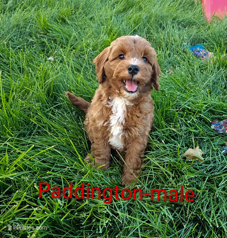 Paddington  – Miniature Goldendoodle puppy for sale in Rock Valley, IA