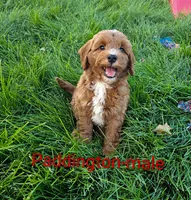 Paddington , a male Miniature Goldendoodle for sale in Rock Valley, IA – 2 of 5