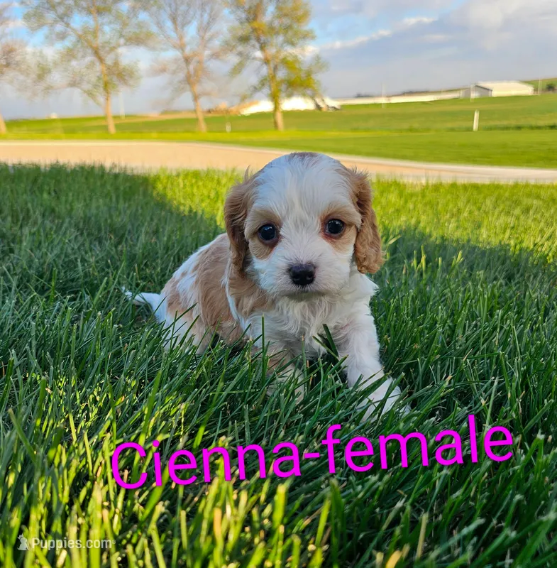 Cienna  – Cavapoo puppy for sale in Rock Valley, IA