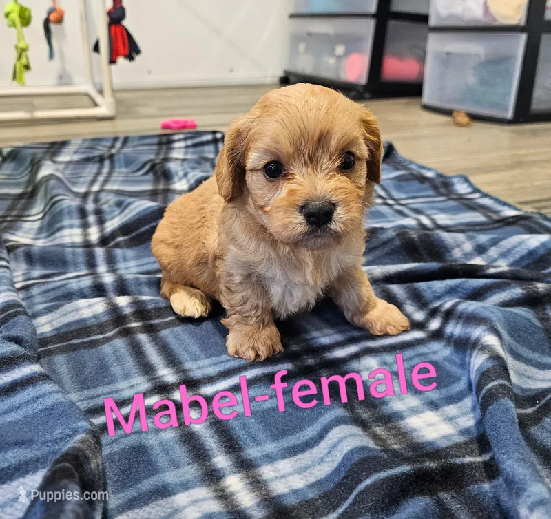 Mabel – Cavachon puppy for sale in Rock Valley, IA