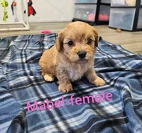Mabel, a female Cavachon for sale in Rock Valley, IA – 1 of 1