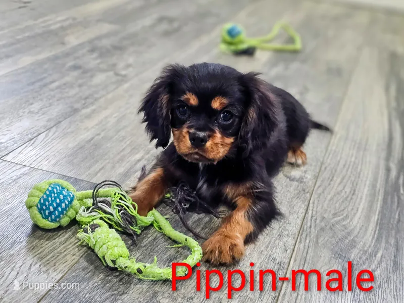 Pippin – Cavalier King Charles Spaniel puppy for sale in Rock Valley, IA