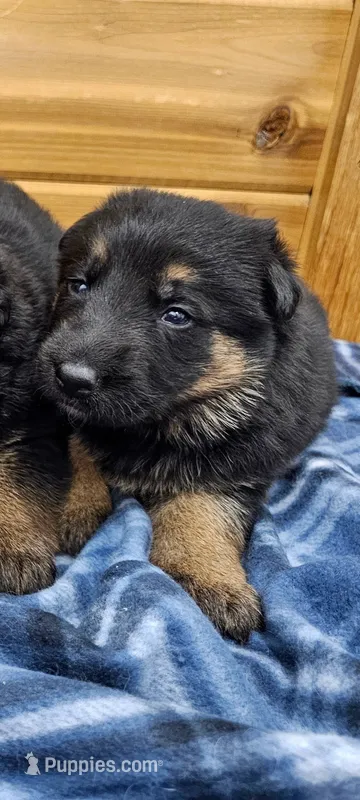 Ace – German Shepherd Dog puppy for sale in Rock Valley, IA