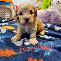 Fozzy, a male Cavachon for sale in Rock Valley, IA – 1 of 1