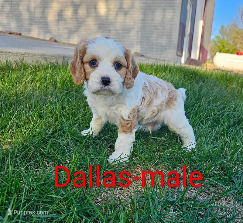 Dallas – Cavapoo puppy for sale in Rock Valley, IA