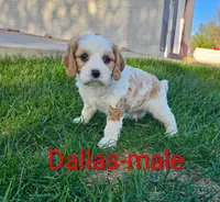 Dallas, a male Cavapoo for sale in Rock Valley, IA – 2 of 4
