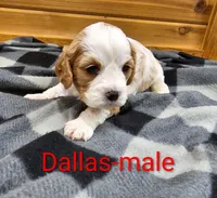 Dallas, a male Cavapoo for sale in Rock Valley, IA – 3 of 4