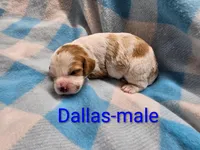 Dallas, a male Cavapoo for sale in Rock Valley, IA – 4 of 4