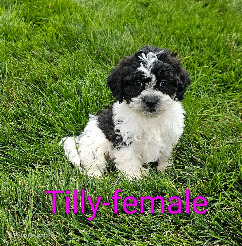 Tilly – Shihpoo puppy for sale in Rock Valley, IA