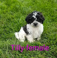 Tilly, a female Shihpoo for sale in Rock Valley, IA – 1 of 4