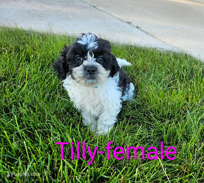 Tilly – Shihpoo puppy for sale in Rock Valley, IA
