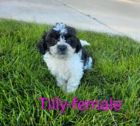 Tilly, a female Shihpoo for sale in Rock Valley, IA – 2 of 4