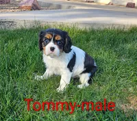 Tommy, a male Cavalier King Charles Spaniel for sale in Rock Valley, IA – 2 of 5
