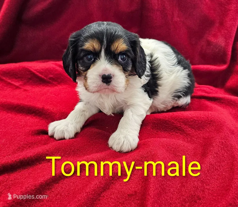 Tommy – Cavalier King Charles Spaniel puppy for sale in Rock Valley, IA