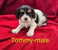 Tommy, a male Cavalier King Charles Spaniel for sale in Rock Valley, IA – 4 of 5
