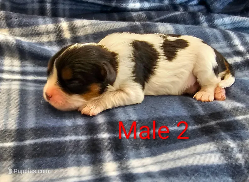 Newton – Cavalier King Charles Spaniel puppy for sale in Rock Valley, IA
