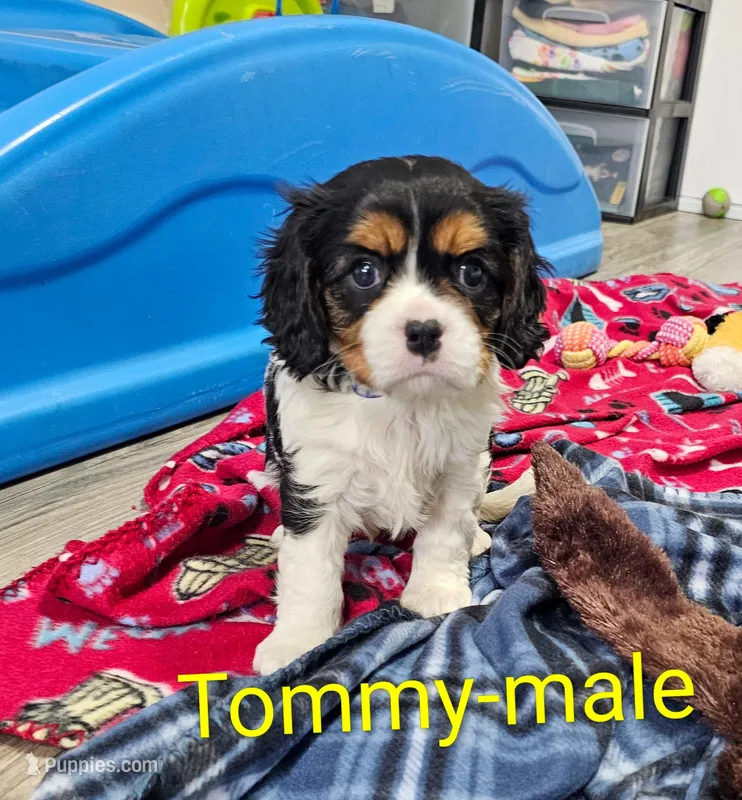 Tommy – Cavalier King Charles Spaniel puppy for sale in Rock Valley, IA