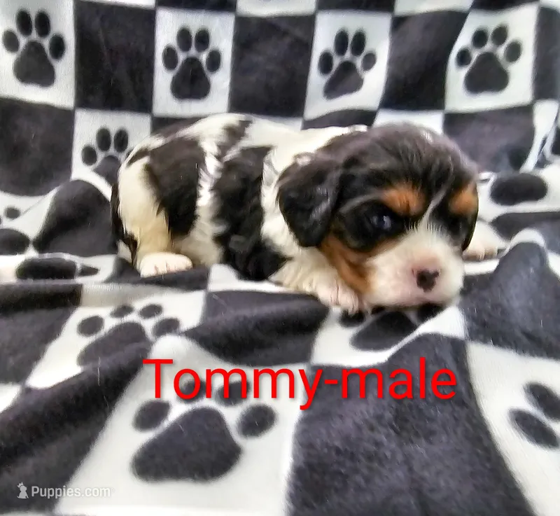 Tommy – Cavalier King Charles Spaniel puppy for sale in Rock Valley, IA