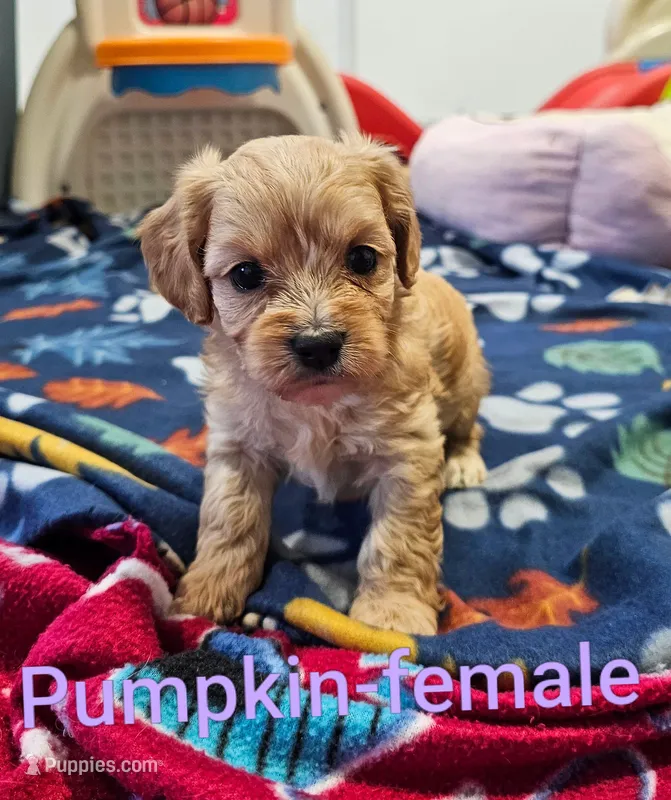 Pumpkin – Cavachon puppy for sale in Rock Valley, IA