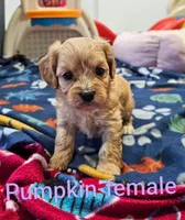 Pumpkin, a female Cavachon for sale in Rock Valley, IA – 1 of 1
