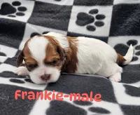 Frankie, a male Shihpoo for sale in Rock Valley, IA – 1 of 1