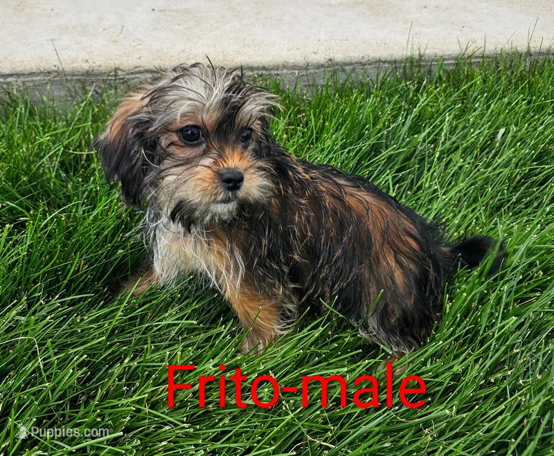 Frito – Shorkie puppy for sale in Rock Valley, IA