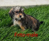 Frito, a male Shorkie for sale in Rock Valley, IA – 1 of 7