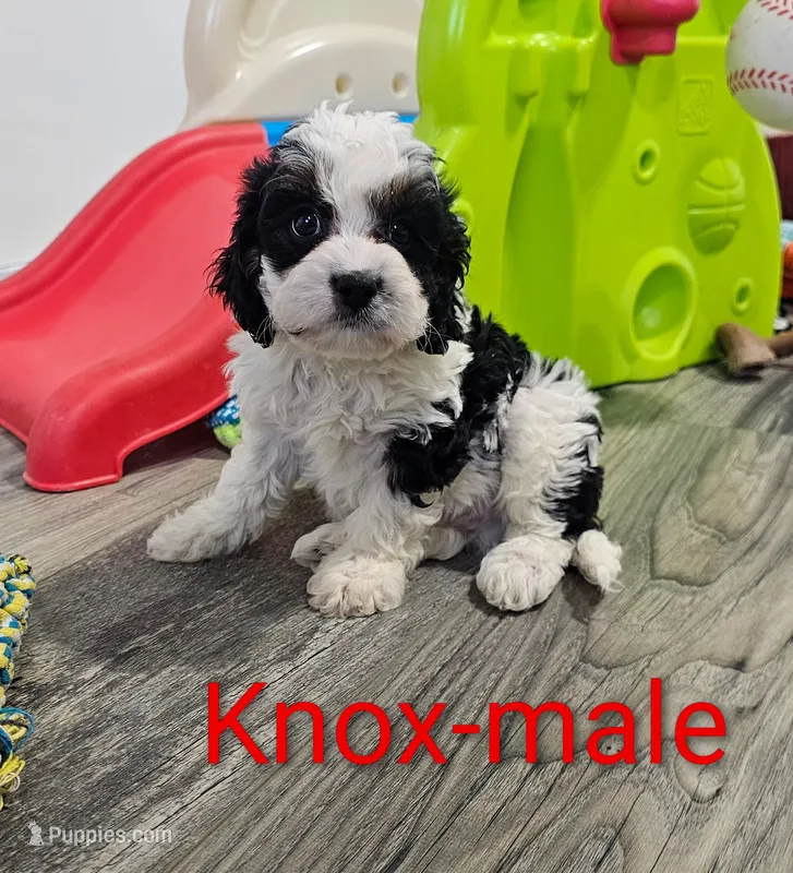 Knox – Cavapoo puppy for sale in Rock Valley, IA
