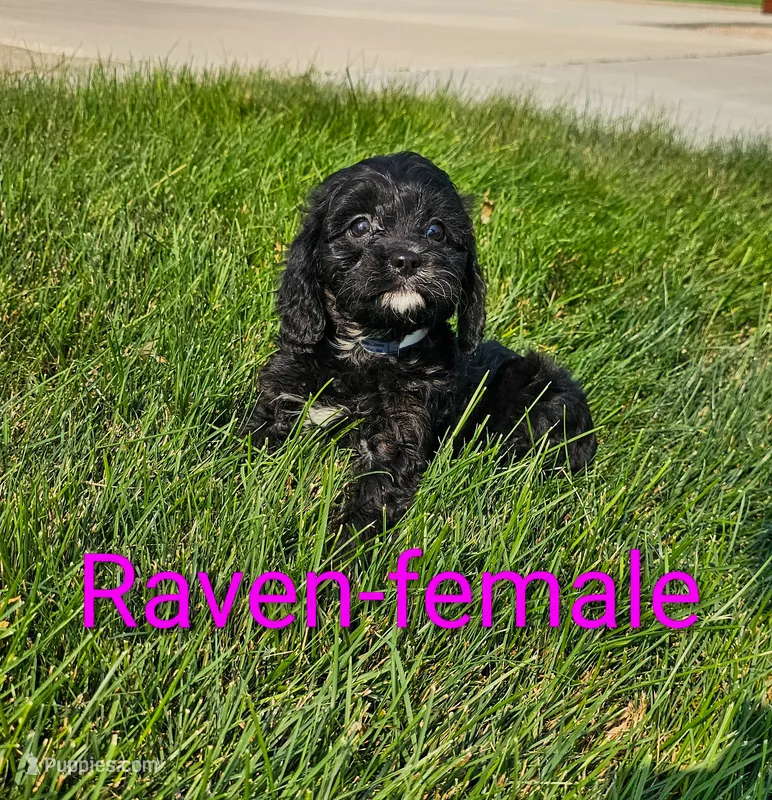 Raven – Cavapoo puppy for sale in Rock Valley, IA