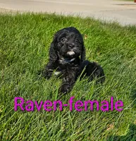 Raven, a female Cavapoo for sale in Rock Valley, IA – 2 of 4