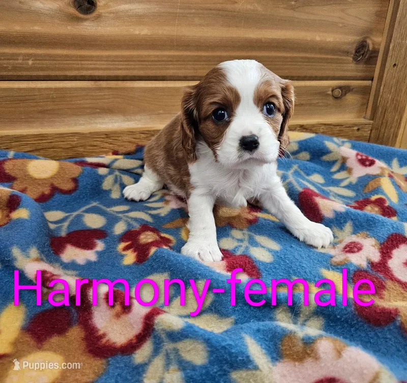 Harmony – Cavalier King Charles Spaniel puppy for sale in Rock Valley, IA