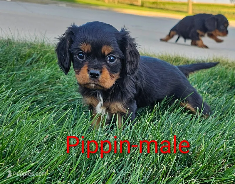 Pippin – Cavalier King Charles Spaniel puppy for sale in Rock Valley, IA