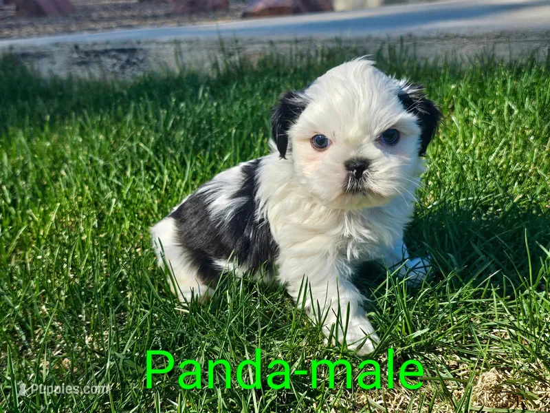 Panda – Shih Tzu puppy for sale in Rock Valley, IA