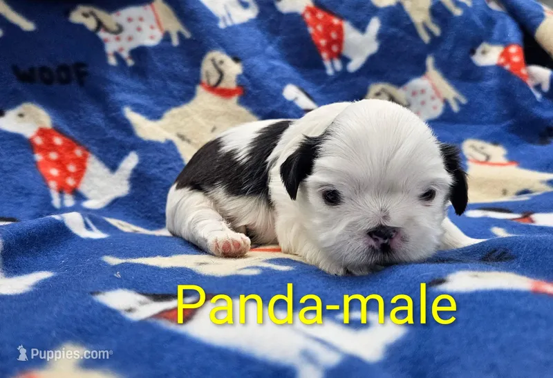Panda – Shih Tzu puppy for sale in Rock Valley, IA