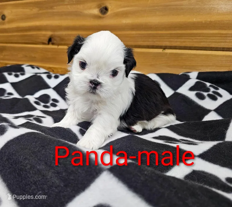 Panda – Shih Tzu puppy for sale in Rock Valley, IA