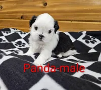 Panda, a male Shih Tzu for sale in Rock Valley, IA – 3 of 4