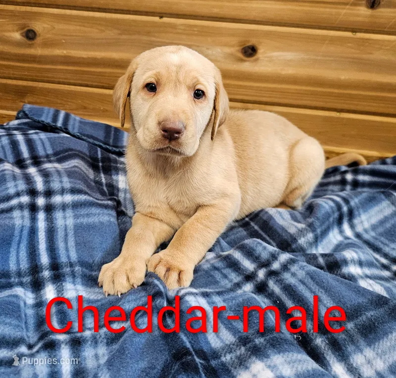 Cheddar – Labrador Retriever puppy for sale in Rock Valley, IA