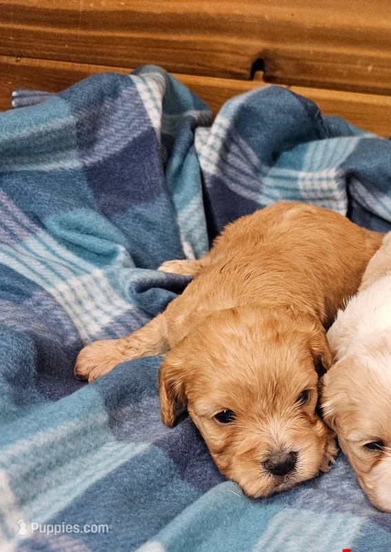 Rudy – Cavachon puppy for sale in Rock Valley, IA
