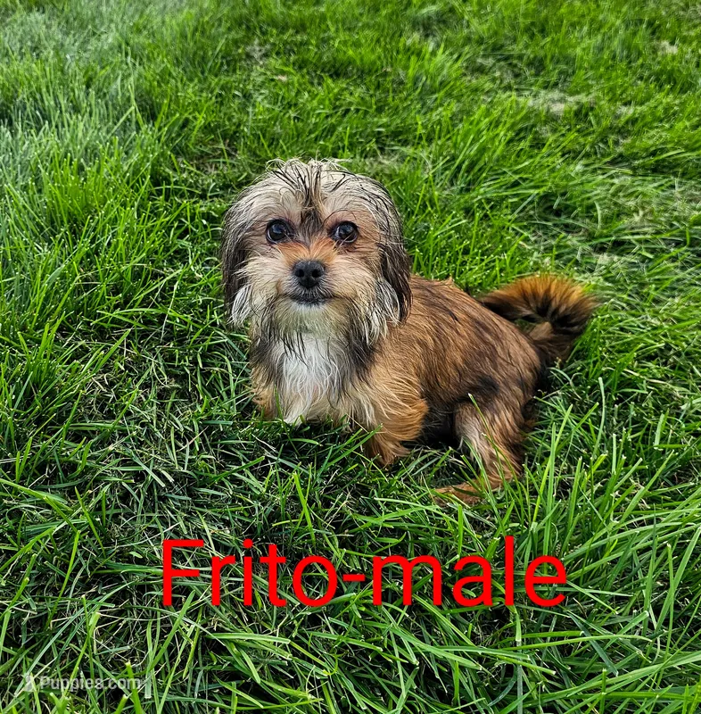 Frito – Shorkie puppy for sale in Rock Valley, IA