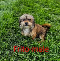 Frito, a male Shorkie for sale in Rock Valley, IA – 1 of 10