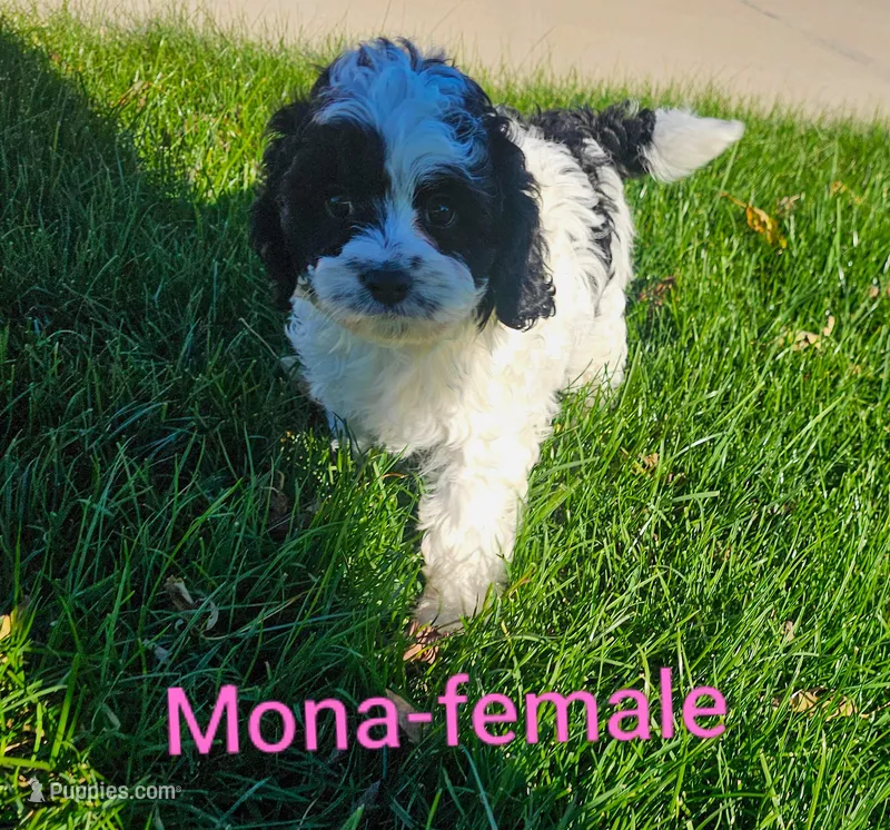 Mona – Cavapoo puppy for sale in Rock Valley, IA