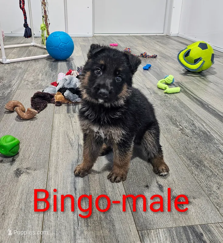 Bingo – German Shepherd Dog puppy for sale in Rock Valley, IA