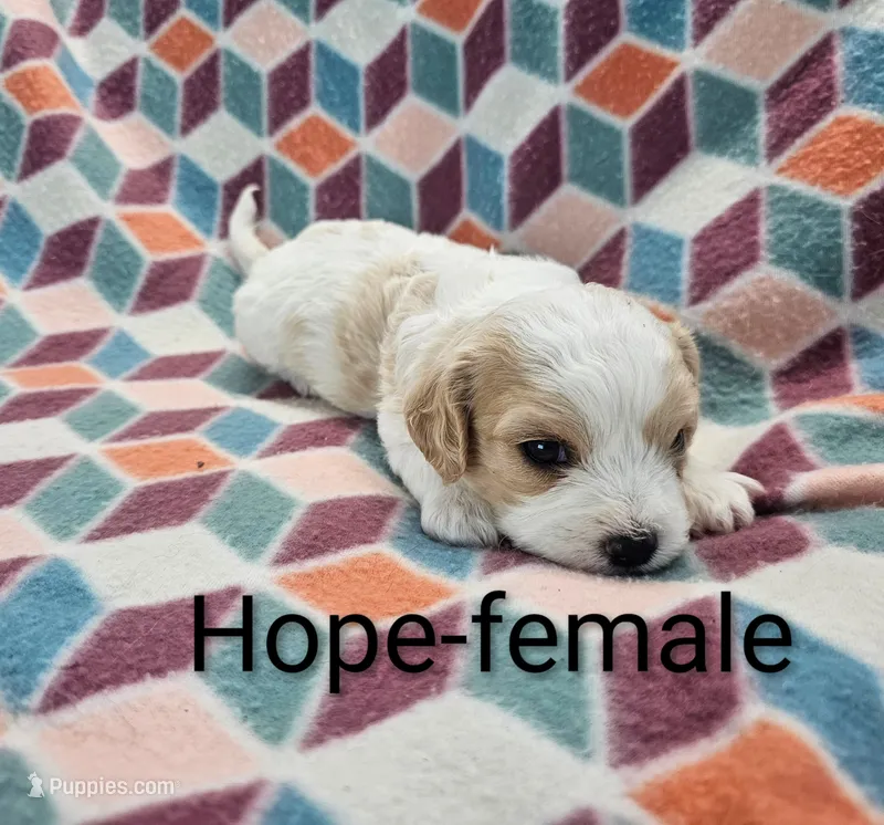 Hope – Cavachon puppy for sale in Rock Valley, IA